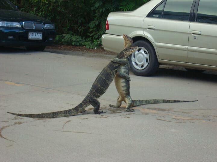 Reptilian love...