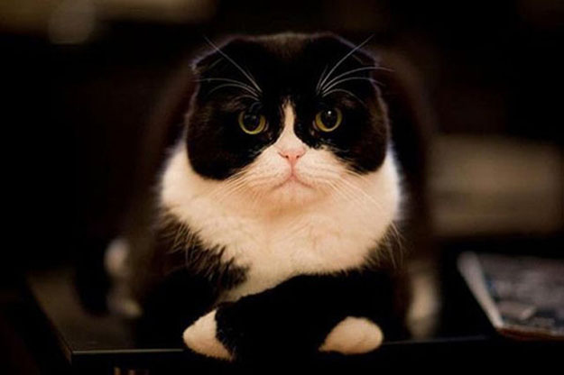 cat is disappointed in you