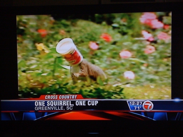 one squirrel one cup