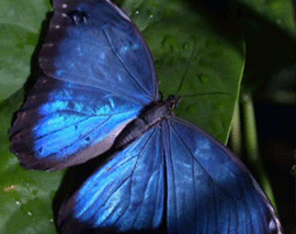gifs - blue butterfly on a leaf