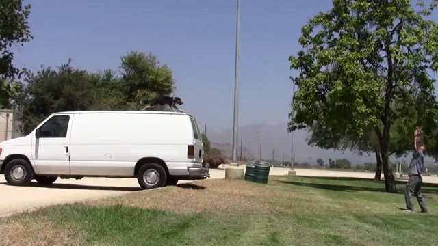 gifs -dog jumps from roof of a car to a persons arms