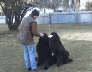 gifs - dog takes something from another dogs mouth