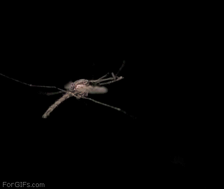 gifs - slow motion of bugs and smoke in the dark