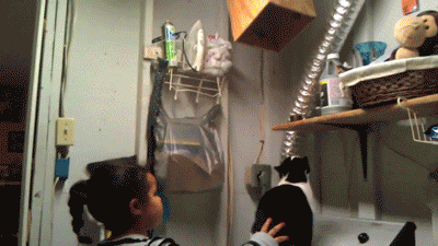 gifs - cat has a passage way from the basement