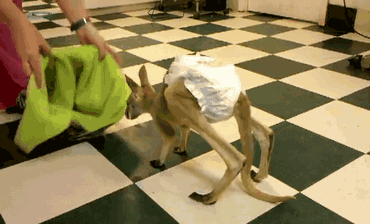 gifs - baby kangaroo joey walks into a pouch
