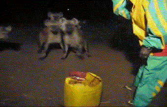 gifs - hyenas try taking food from a mans mouth