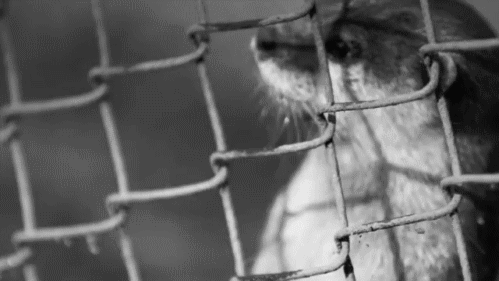 gifs - otter in fence