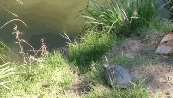 gifs - turtle falls into water