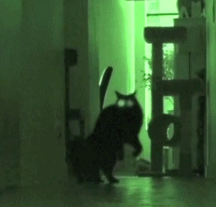 gifs - cat in the dark bouncing and running