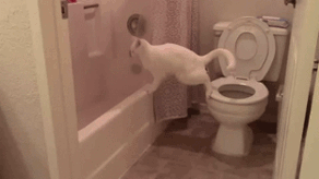 cat poop gif toilet
