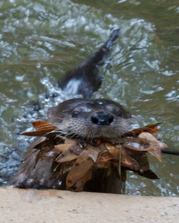 Otters are nature's poolboys, consuming leaves and debris and excreting pH-balancing chemicals and chlorine to keep waters clean