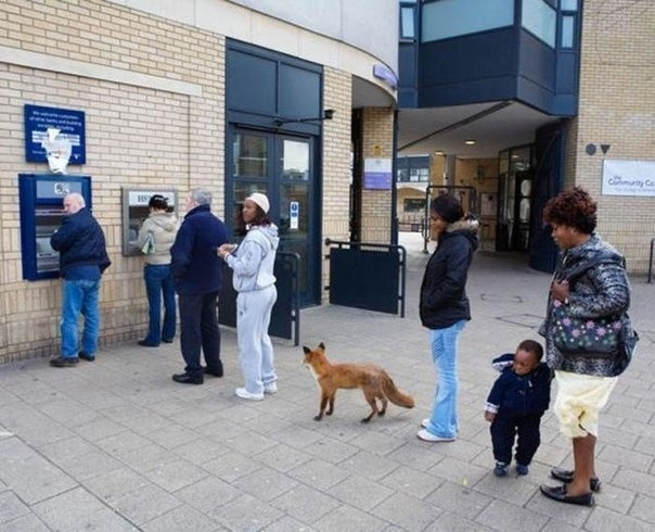 Foxes often have bank accounts and can routinely be seen waiting for ATMs