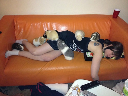 Guinea pig fraternities frequently take advantage of passed out sorority girls