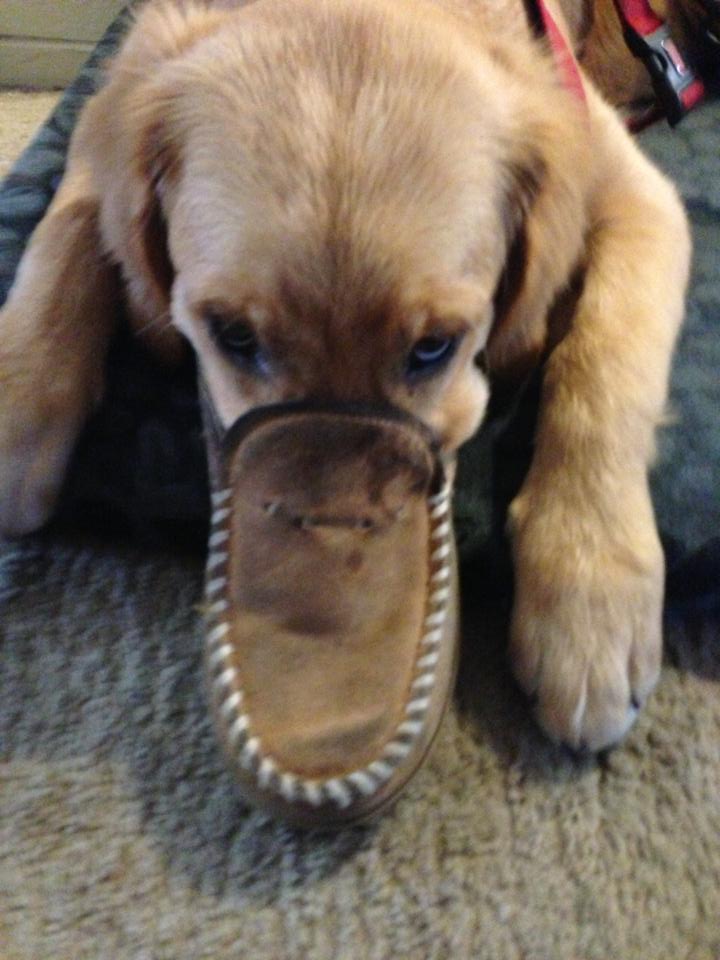 Some dogs are known to disguise themselves as platypuses, usually for tax reasons