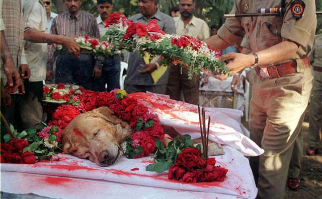 A senior police officer lays a floral wreath on Mumbai's most famous dog Zanjeer, who worked with the Bomb Squad, following his death from bone cancer.