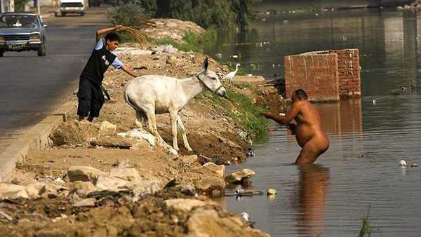 wtf you can lead a donkey to water