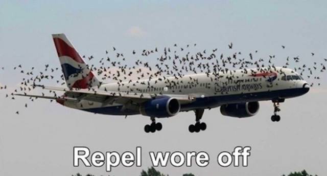 birds on airplanes - Repel wore off
