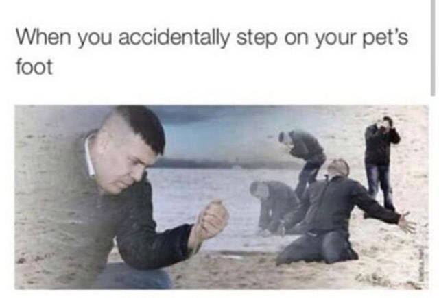 you can t pet a service dog meme - When you accidentally step on your pet's foot