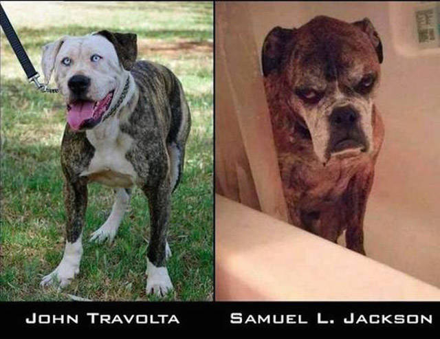 disappointed animals - Heldur John Travolta Samuel L. Jackson