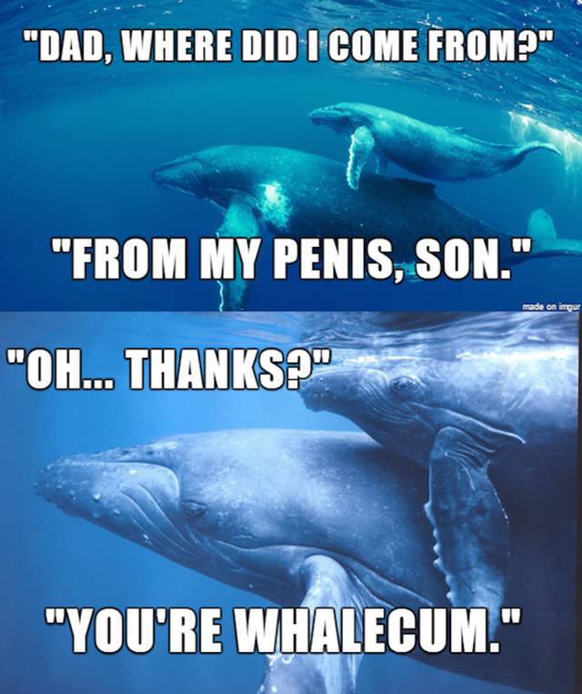 youre whalecum son - "Dad, Where Did I Come From?" "From My Penis, Son." made on imgur "Oh... Thanks?" "You'Re Whalecum."