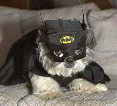 Bat Dog ! 
