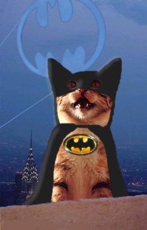Bat Cat ! 