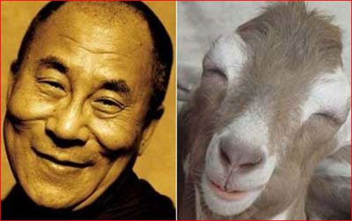 Dalai Lama / Happy Llama 