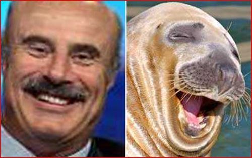 Dr. Phill / A Walrus 