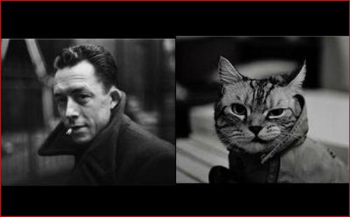 Camus / Trenchcoat Cat