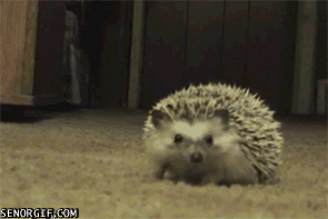 hedgehog cute gif - Senorgif.Com