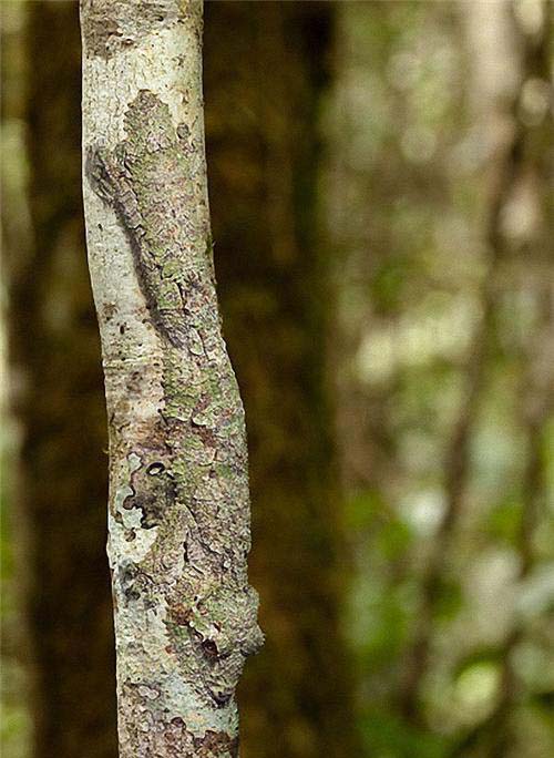 tree camouflage gecko