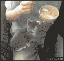 cat eating cereal gif -
