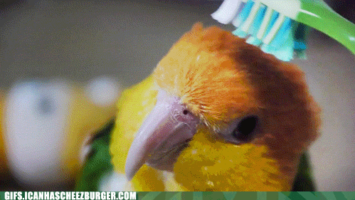 bird toothbrush gif - Gifs.Icanhascheezburger.Com