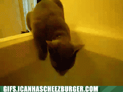 cat falls in water gif - Gifs.Icanhascheezburger.Com