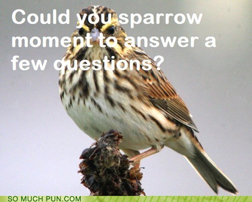 savannah sparrow - Could you sparrow moment to answer a few questions? So Much Pun.Com 7