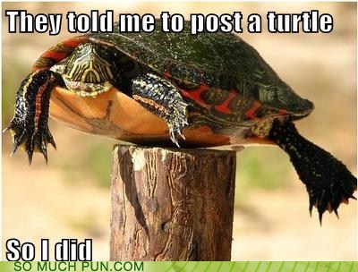 post turtle - They told me to post a turtle So I did So Much Pun.Com