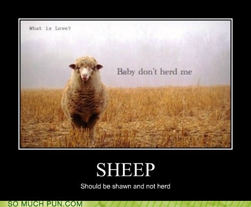 love baby dont heard me - What is Love? Baby don't herd me Sheep Should be shawn and not herd So Much Pun.Com