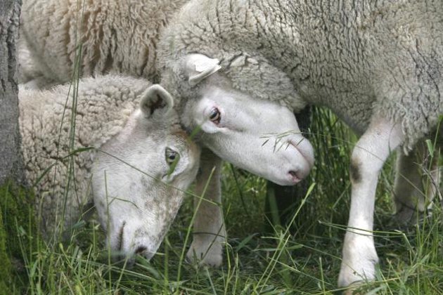 Sheep Embryo Injection