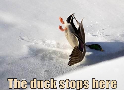 pun funny duck - The duck stons here