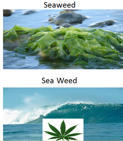 pun water resources - Seaweed Sea Weed