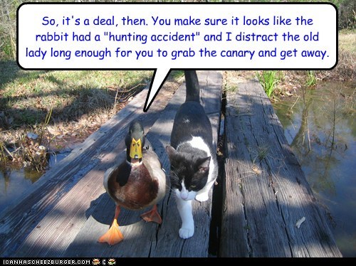 mallard cat - So, it's a deal, then. You make sure it looks the rabbit had a "hunting accident" and I distract the old lady long enough for you to grab the canary and get away. Tornaascherzburger.Com