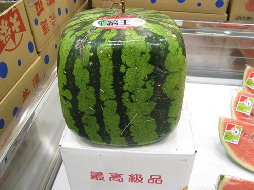 square watermelon - T