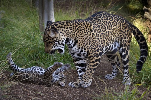 mama jaguar