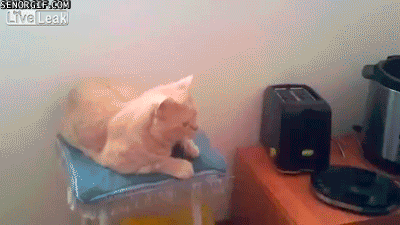Giffitty Giffitty Gif