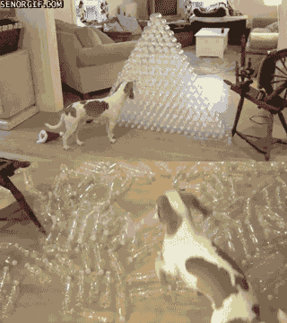 Giffitty Giffitty Gif