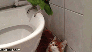 Giffitty Giffitty Gif