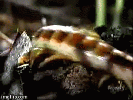 Fifty Giffys Plus Three