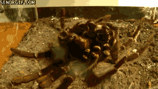 tarantula molting gif - Senorgia.Com
