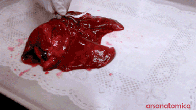 real lungs gif