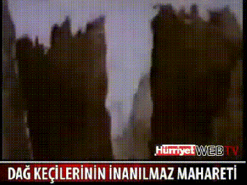 Gif Giffitty Gif Gifs